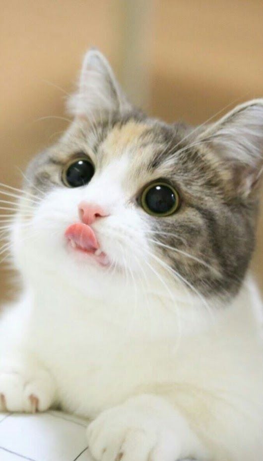 Top 65 hình nền mèo con dễ thương nhất 2022