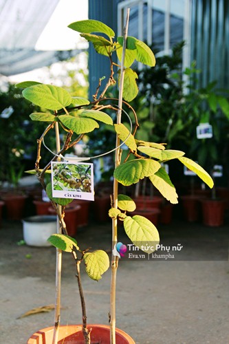 Cách trồng cây kiwi ở việt nam