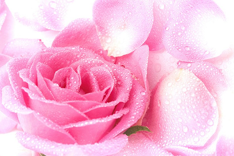 Hãy chiêm ngưỡng vẻ đẹp tuyệt vời của hoa hồng 3D với màu sắc tinh tế và chi tiết chân thực. Công nghệ 3D sẽ giúp cho bức tranh hoa hồng của bạn trở nên sống động và đẹp như mơ. Thật tuyệt vời khi có một tác phẩm nghệ thuật như thế này trong không gian sống của bạn!