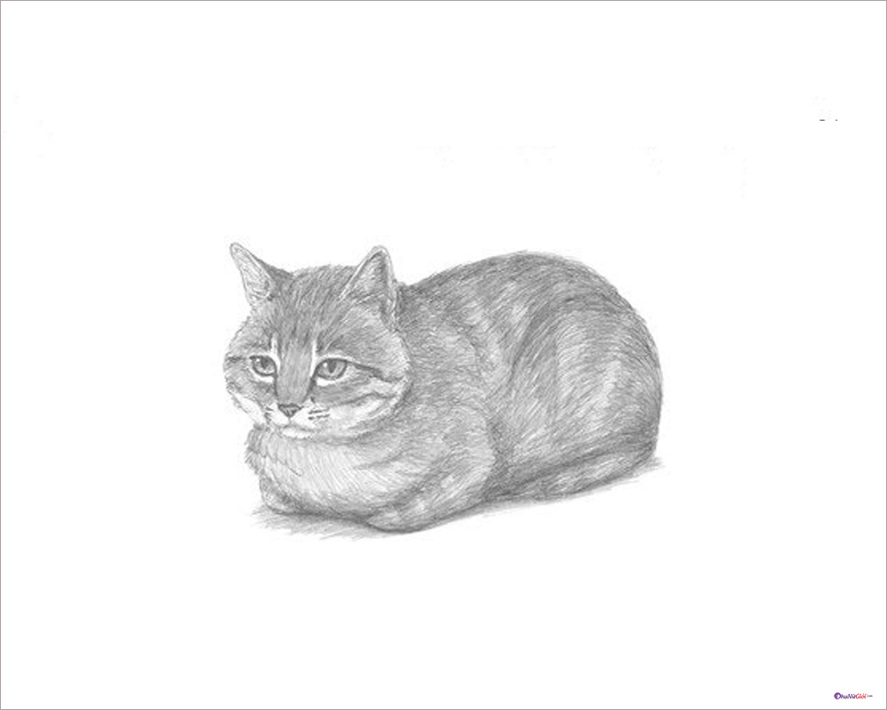 Bí quyết cách vẽ con mèo bằng bút chì cho người mới bắt đầu